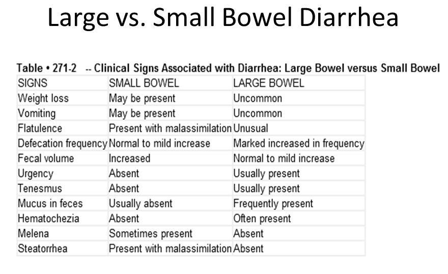 What Causes Small Bowel Diarrhea In Dogs